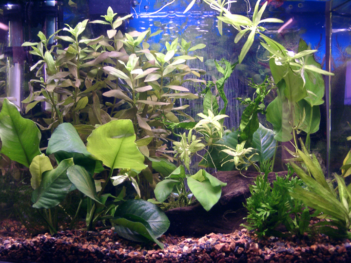 betta tank image