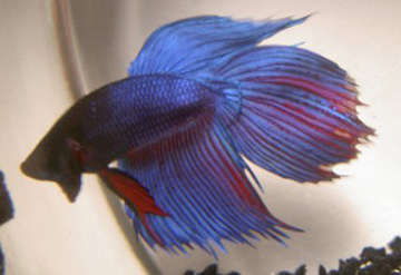 Torn fins
