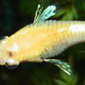 Dropsy