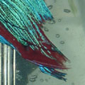 Fin Loss & Fin Rot