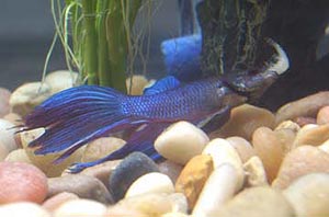 Betta with Dead Ghost Shrimp
