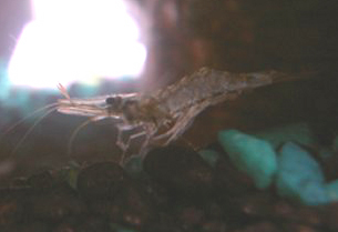 Ghost Shrimp