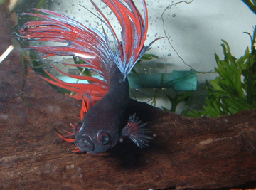 Betta Image