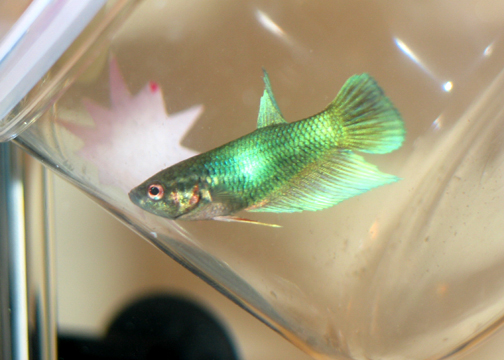 Float the fish in a bag or plastic cup