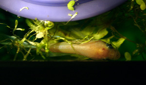 Betta surfacing for air