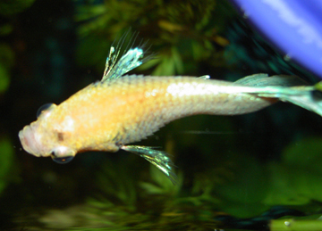Dropsy