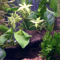 choosing a tank