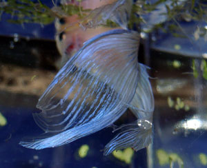 Betta Feeding
