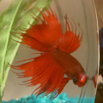 Betta in Bowl