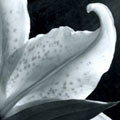 lily vase