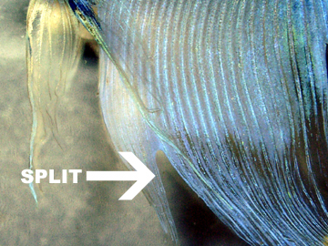 Fin Loss / Split Fin