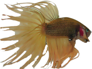 Flaring Male Betta